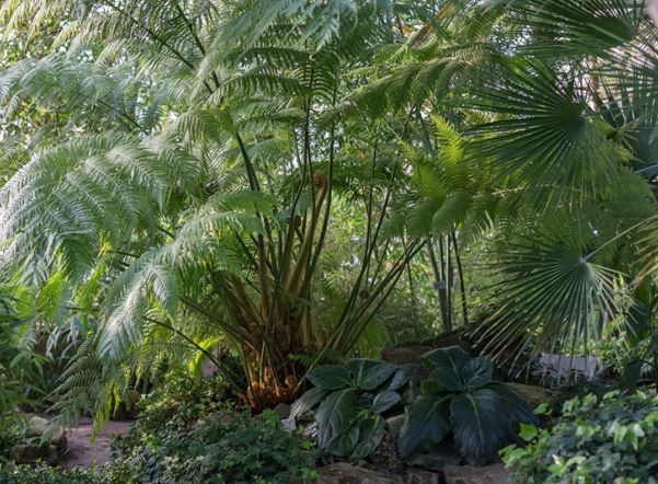 В Ботаническом саду расскажут про стереотипы о пальмах