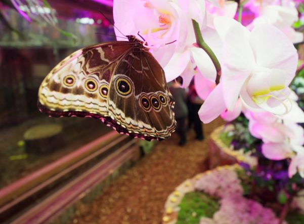 В Ленинградском зоопарке вновь можно прогуляться с живыми бабочками