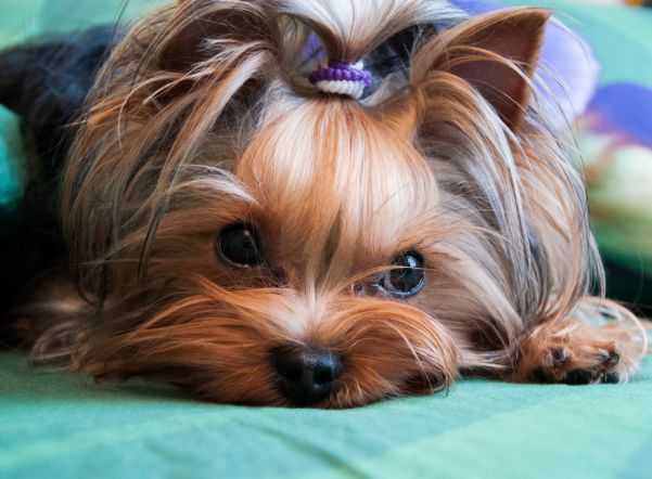 Avito назвал самые популярные породы собак в 2017 году