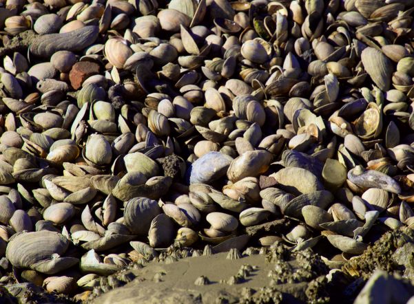 Моллюски помогут определить уровень загрязнения воды Моллюски помогут определить уровень загрязнения воды